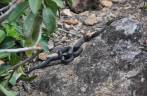 Uma das dezenas de cobras que vimos na caminhada ao The Quill, em Statia - Caribe